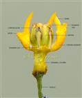  Flower with calyx, corolla and 2 corona scales removed